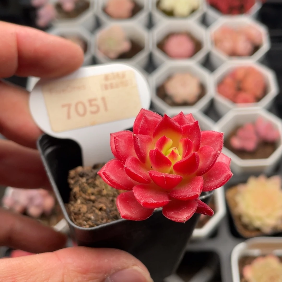 蒂亚7051-4.0厘米