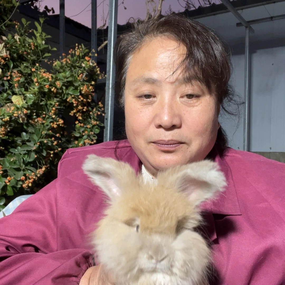 宠物兔英系安哥拉兔