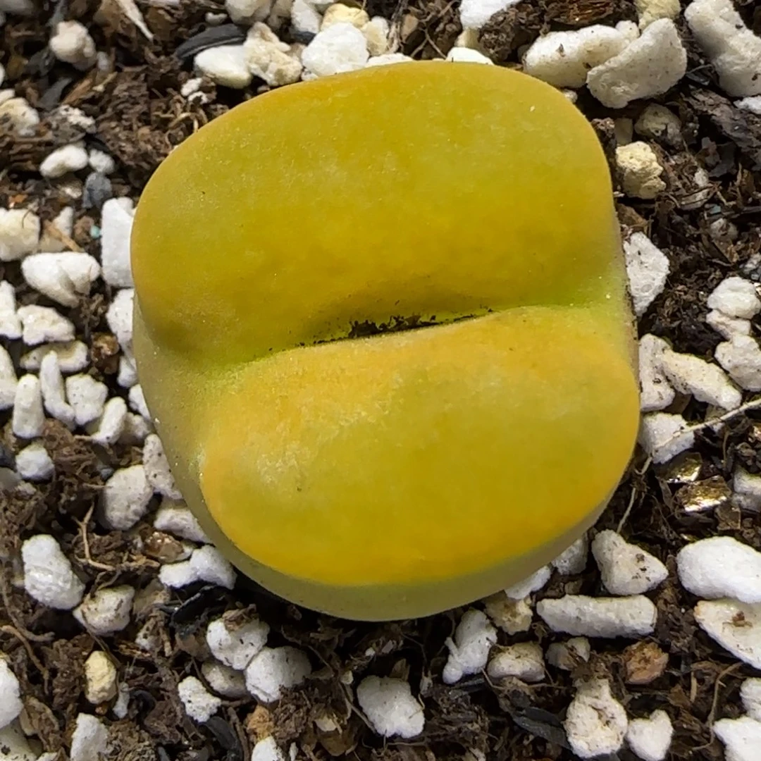 9.22。  蟠桃祖宗。   2049