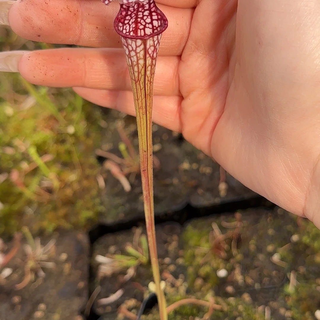 无花朵紫交白瓶子草