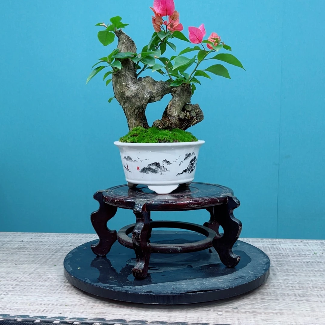 以实际为准精品三角梅老桩