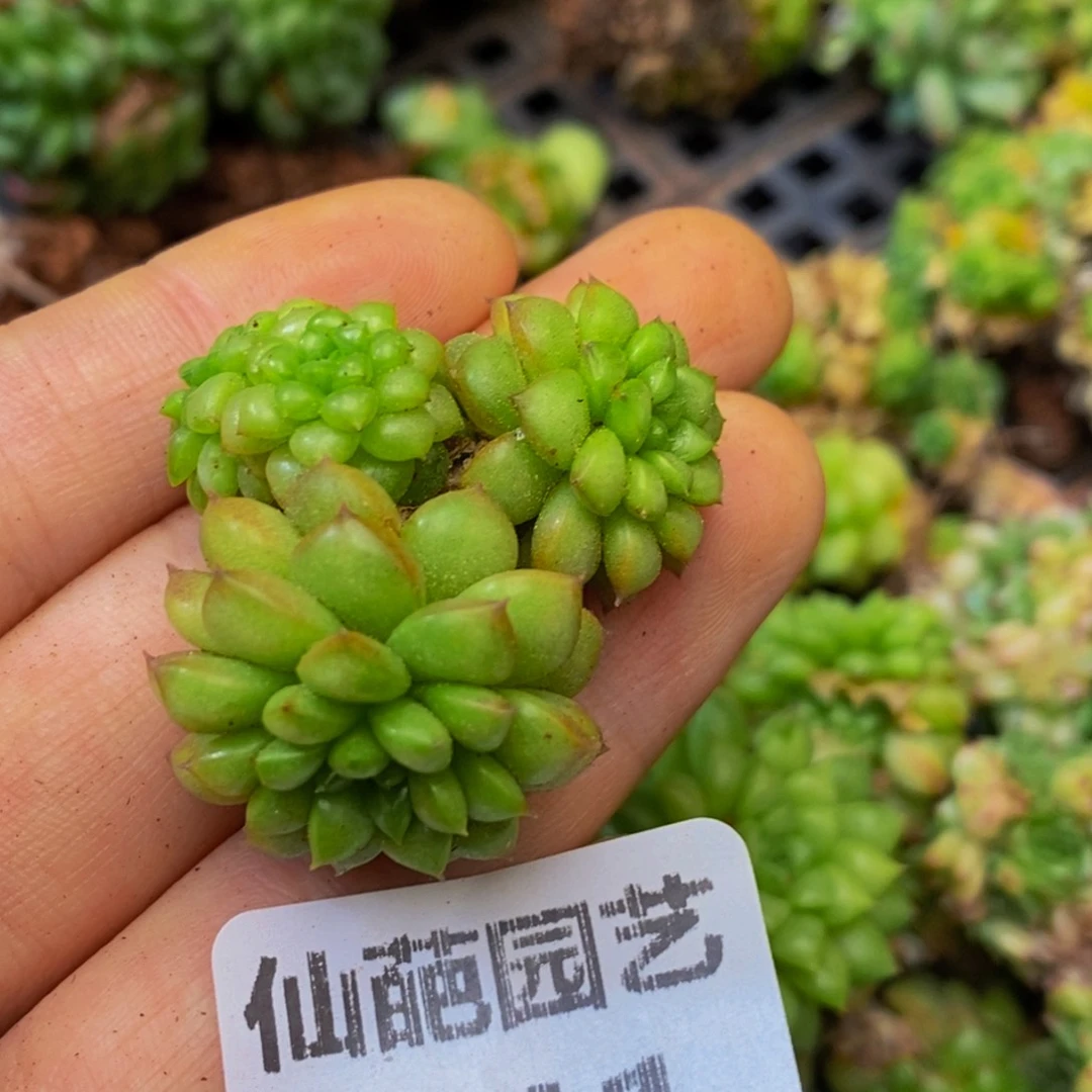 嘘441多肉植物保护研究所所长