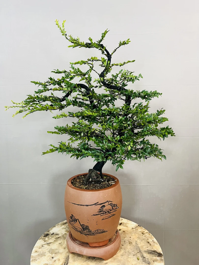 精美迎客造型黑骨茶盆景室内外均可养殖