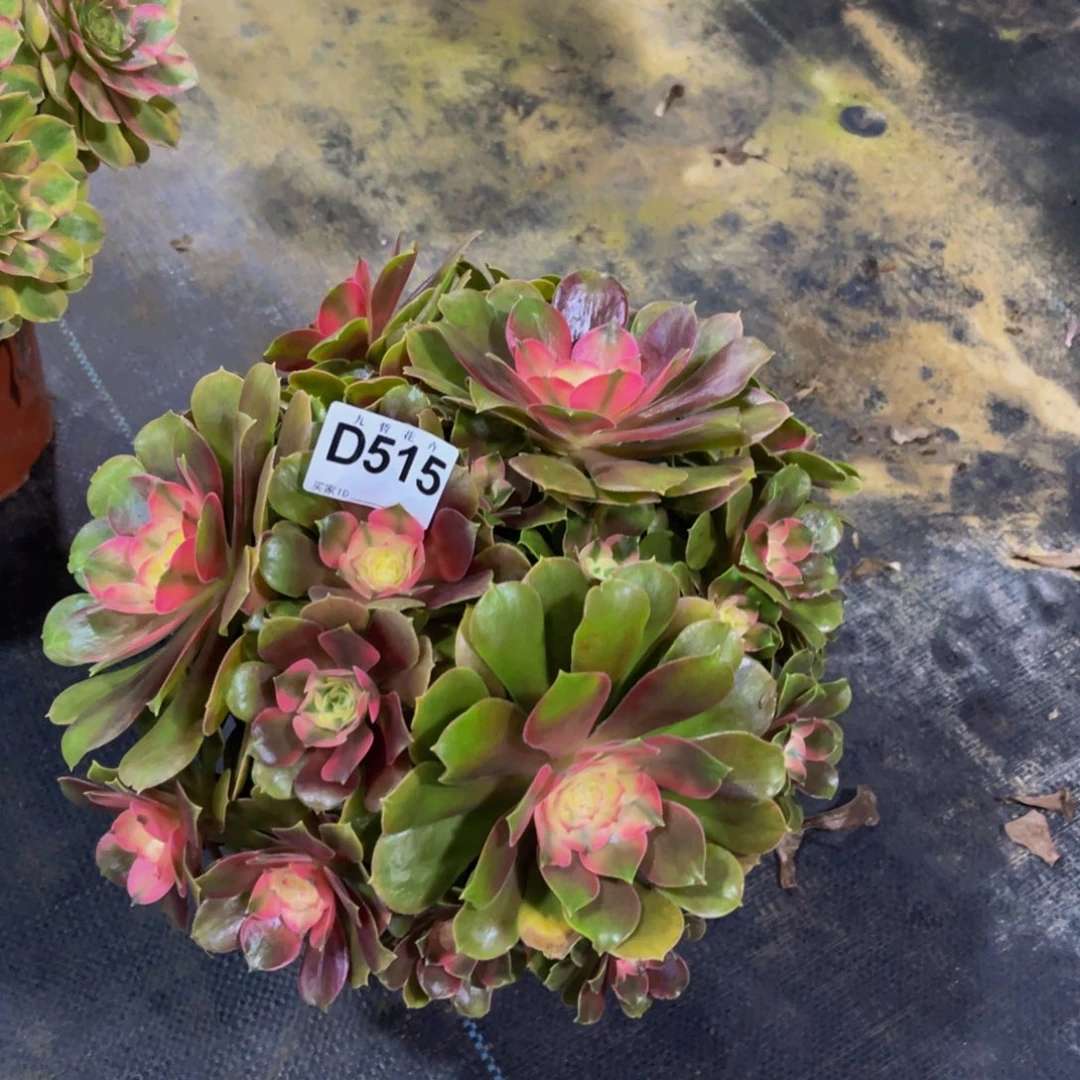 51500香妃福利可以拍