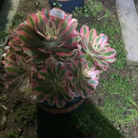 何***逢8686女巫多肉植物