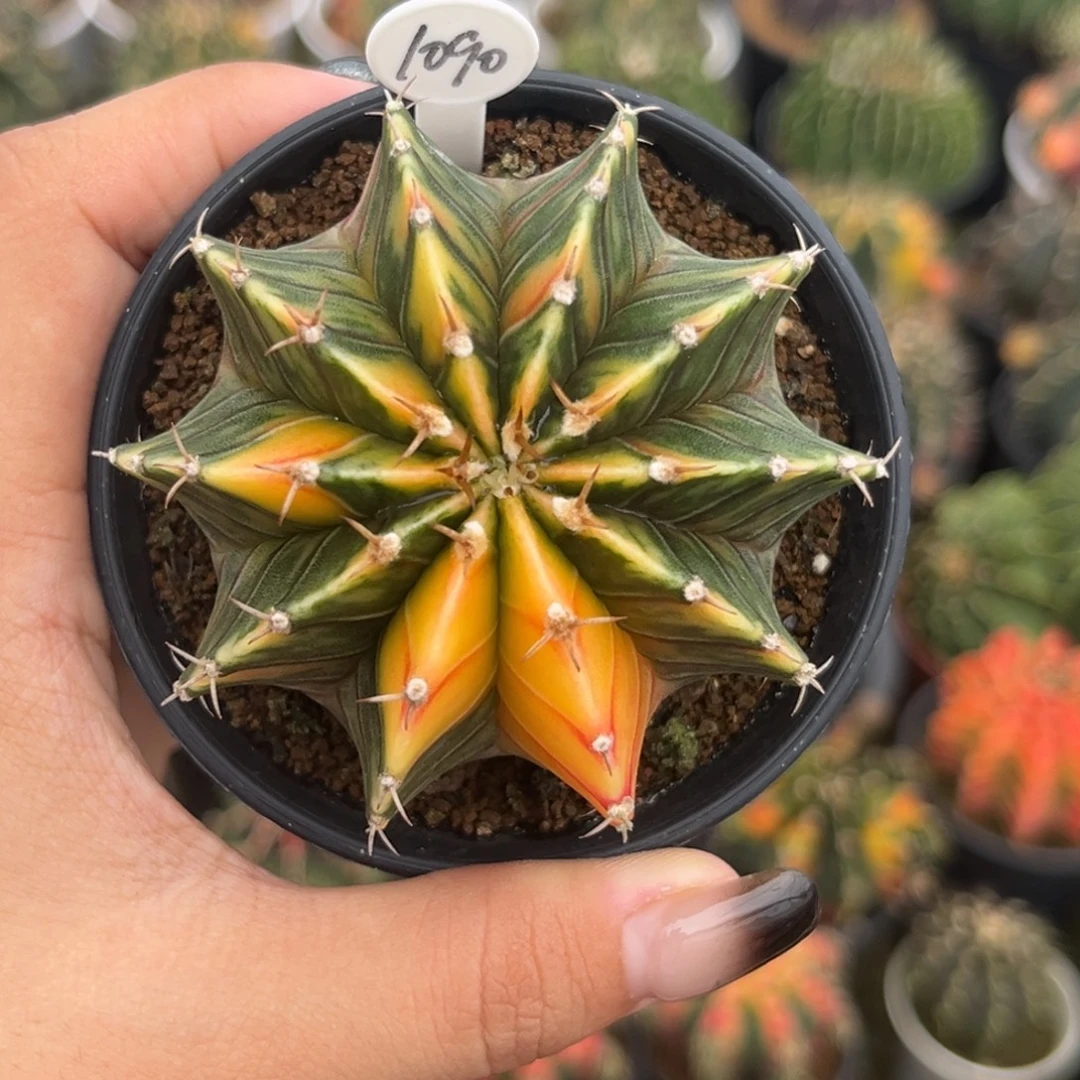 1090   带盆土发货