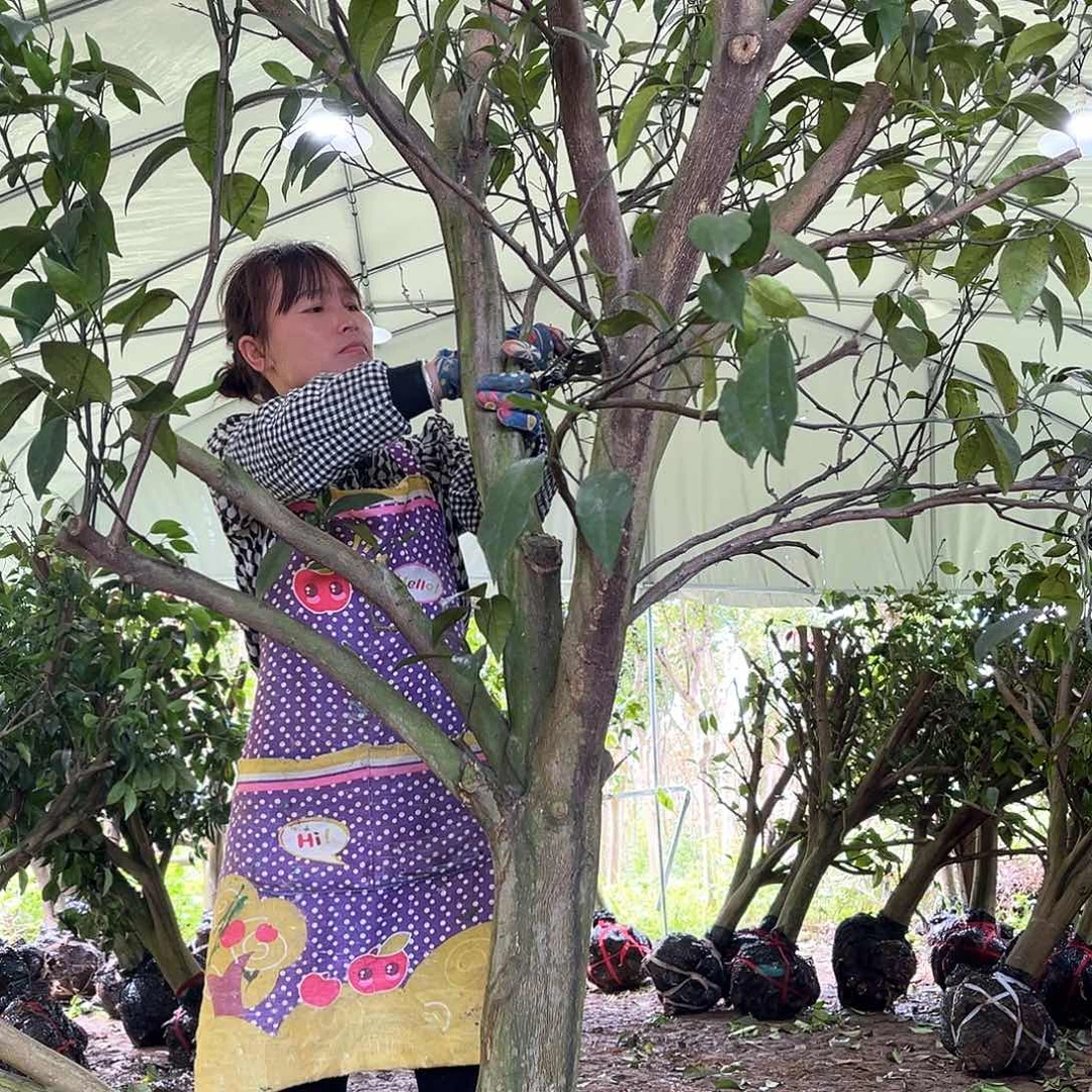 无花朵广西沃柑树