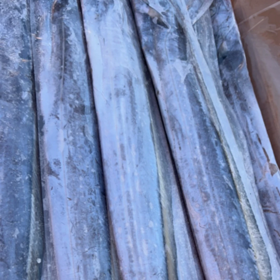 舟山带鱼中带 无冰