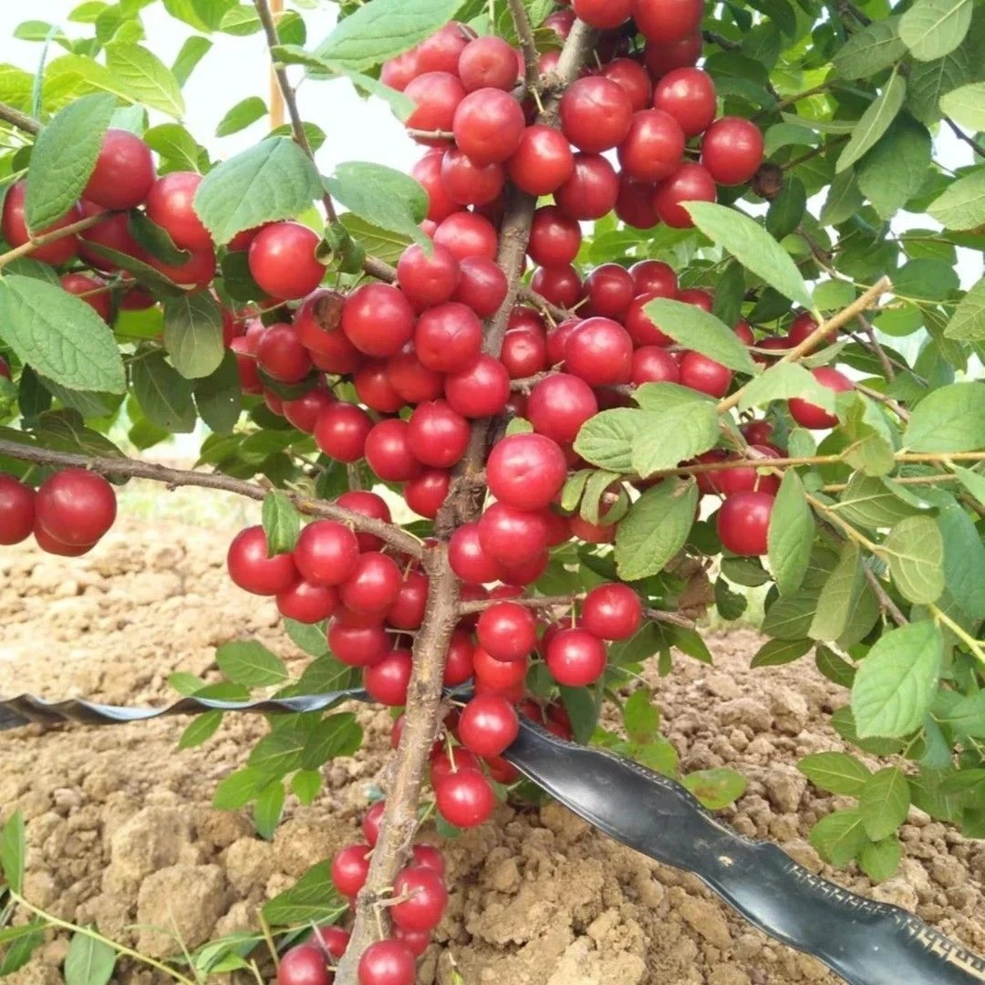 【欧李钙果种子】家庭阳台四季种植盆栽