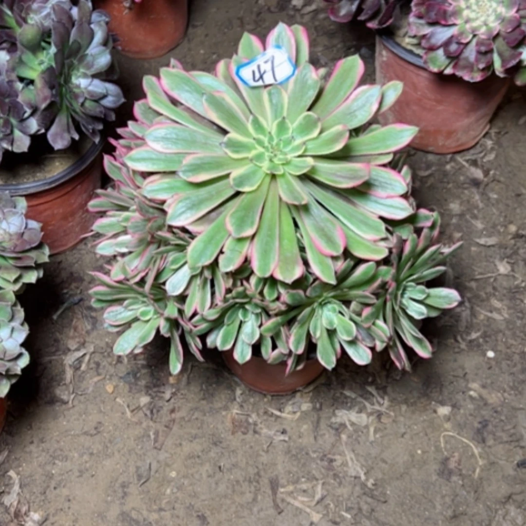 【闪购商品】多肉植物糖衣炮弹47