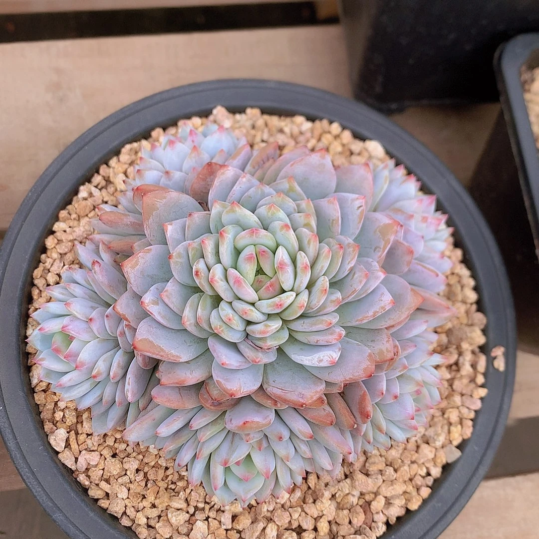 星星橙多肉一物一拍