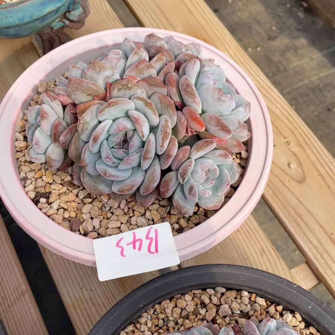 B043静好多肉园艺