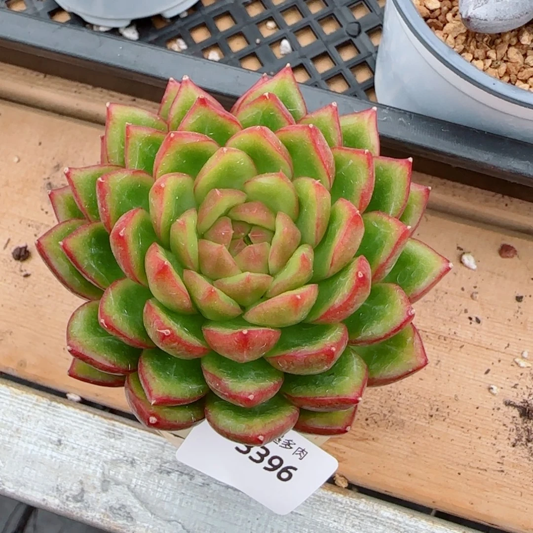 糖果珍妮，3396多肉植物