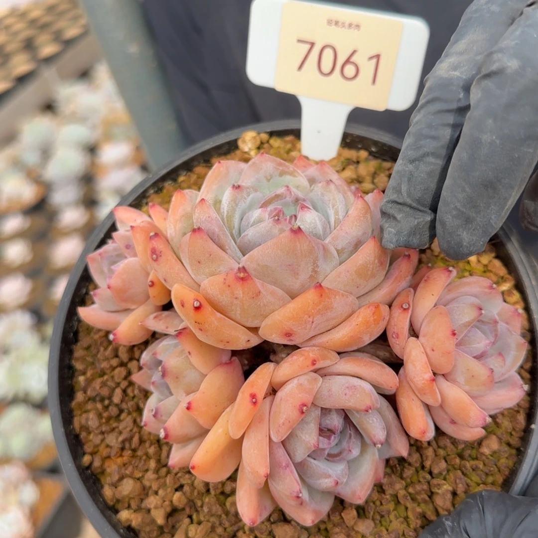 7061。    白拉糖多肉