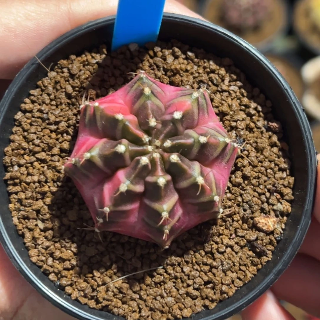 泰系侧芽豪臀米哈锦192