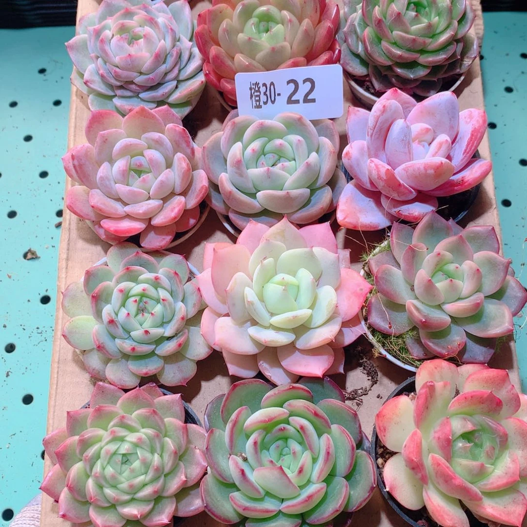 30-22一物一拍多肉带盆18颗