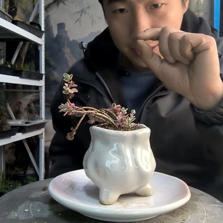 卡***~小盆景小植物一物一拍219