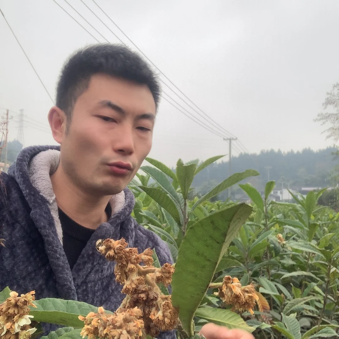 月*@大五星枇杷3年年44颗