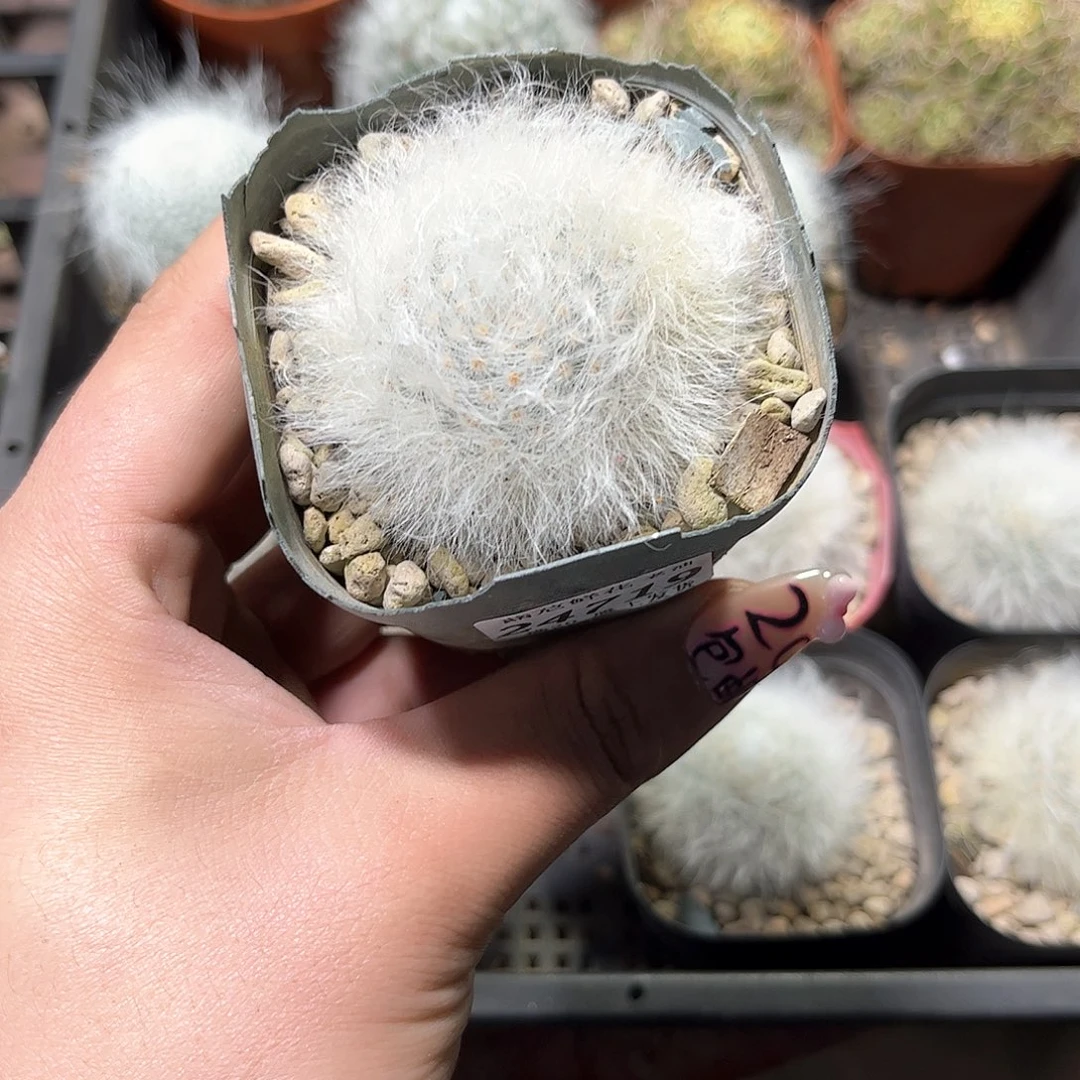 N**呢24719一物一拍单头发货