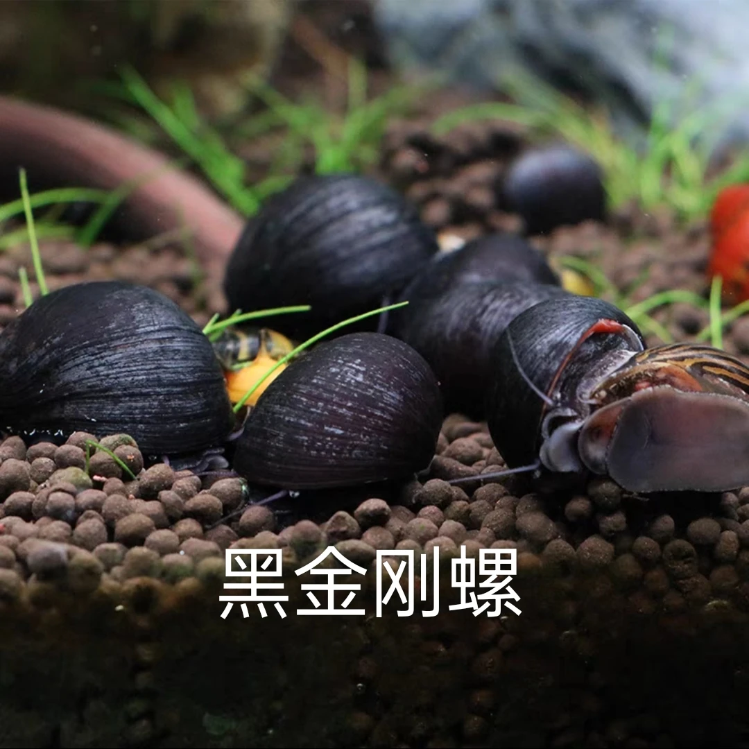 观赏螺泰国进口黑金刚螺 清缸除藻淡水螺