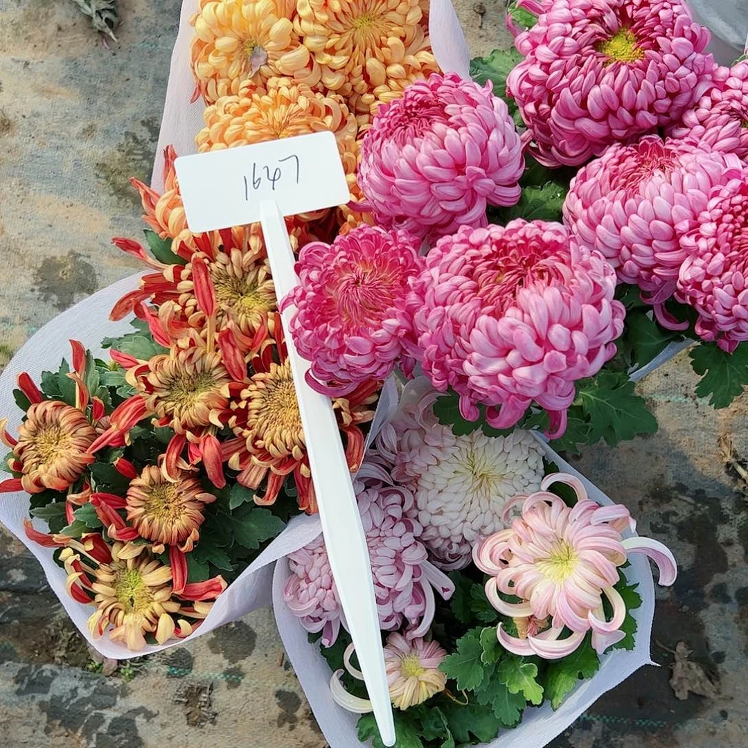 完全开放大花组合4颗1647