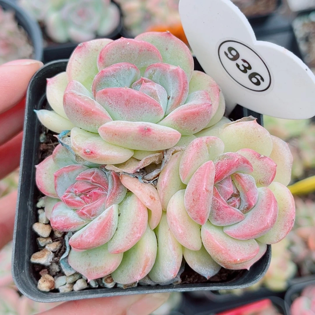 936号小老桩珍妮群
