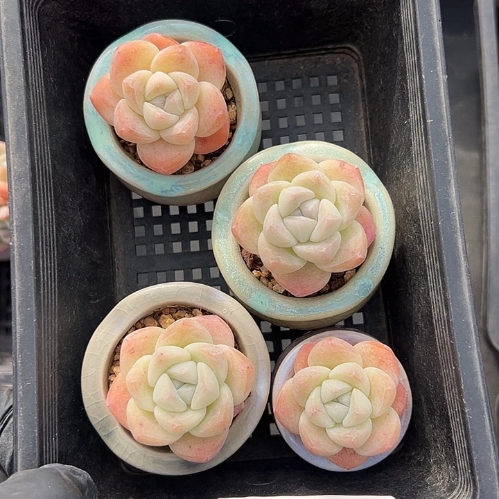 2979四个单头冰玉带盆