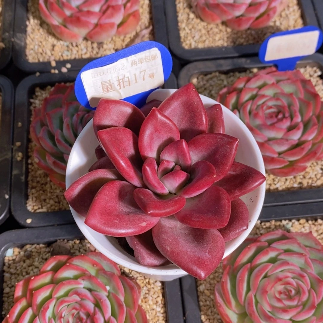 量拍17号 精品母本赫菲斯托单头带崽一个