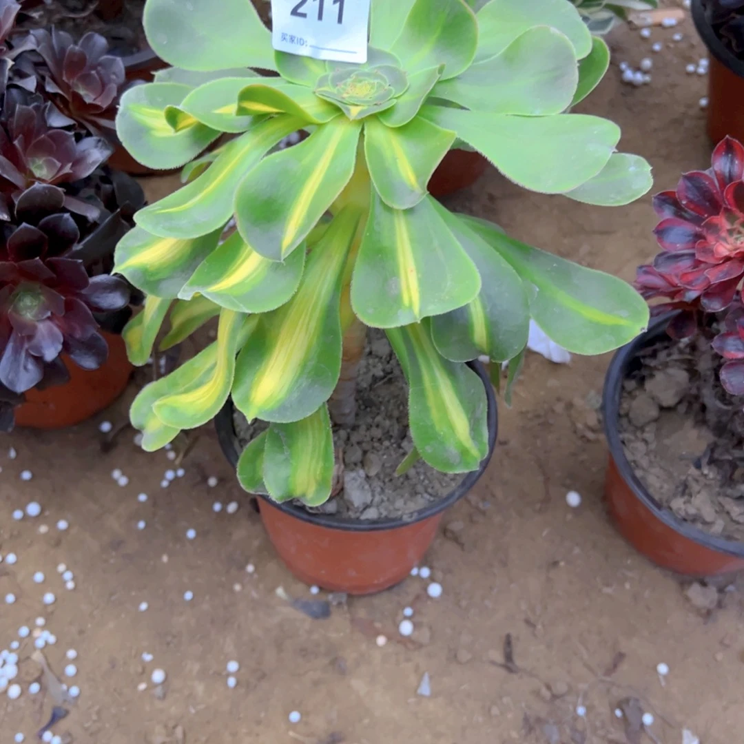 211暴君多肉植物法师