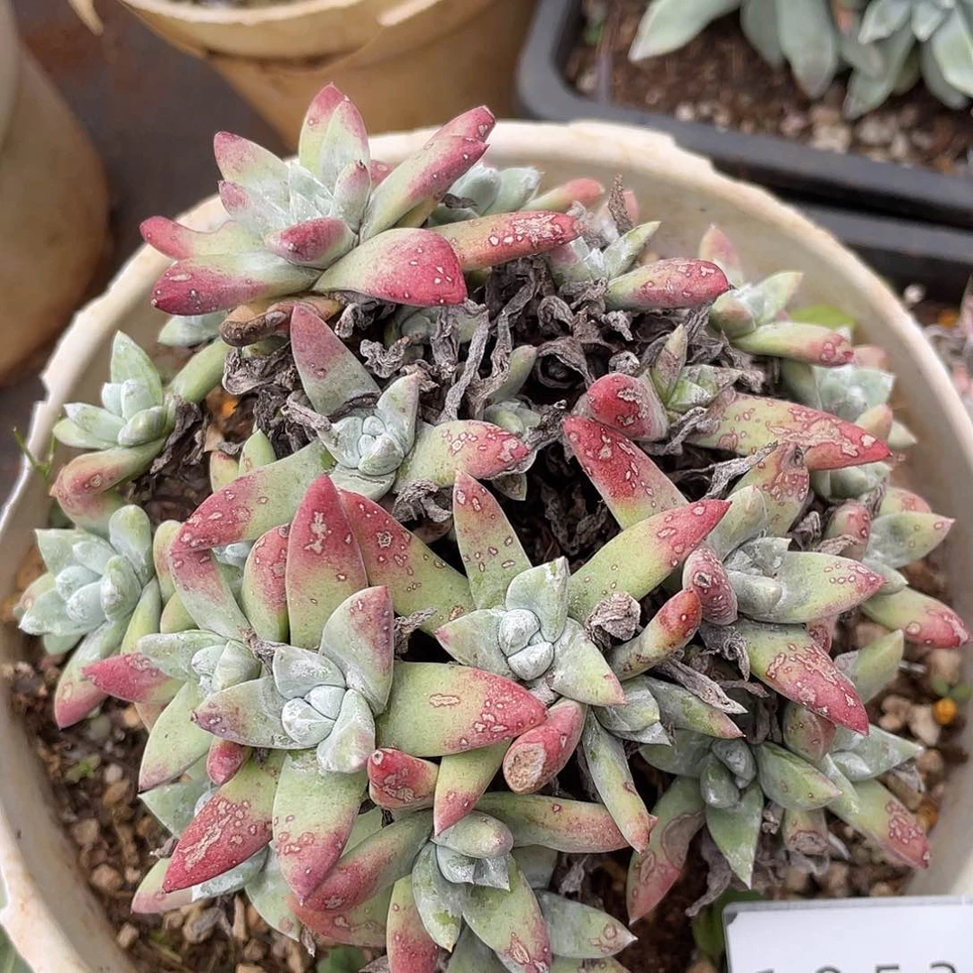 白姆老桩多头10536