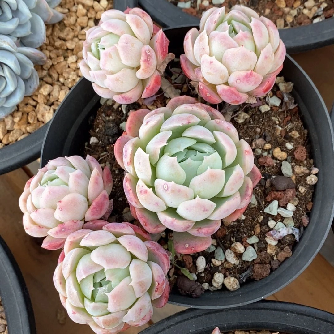 精品多肉一物一拍4