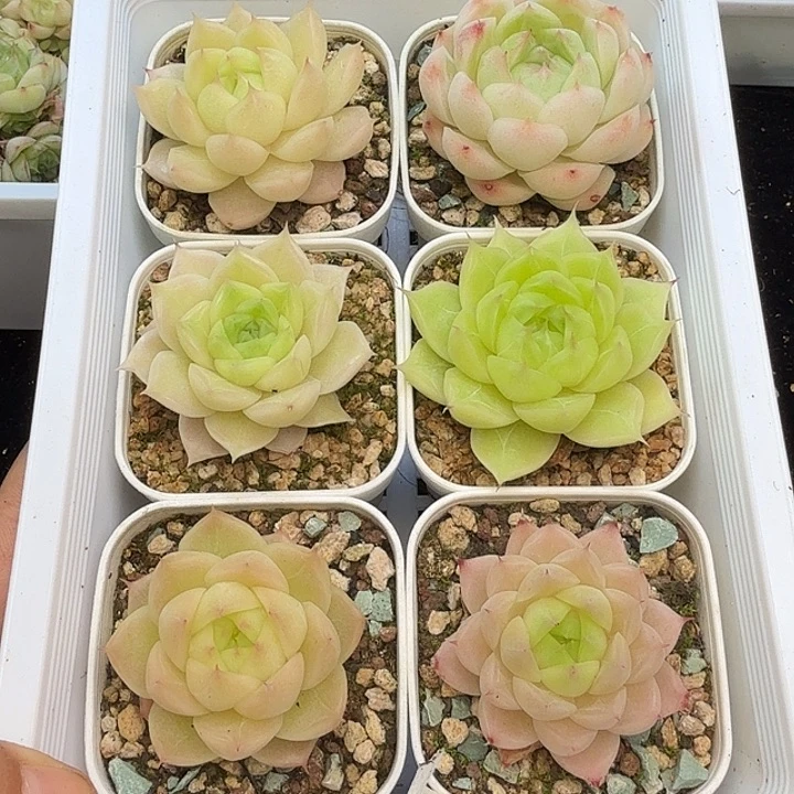 如图品质6颗麦杆 脱土发 新疆西藏 内蒙不发货