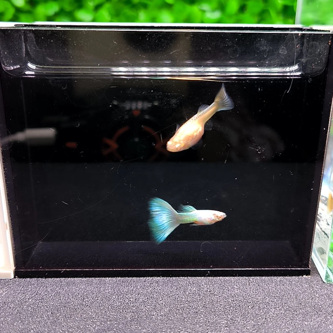 孔雀鱼极光幻彩一公一母带胎代孕满30包邮，不满加10元运费。