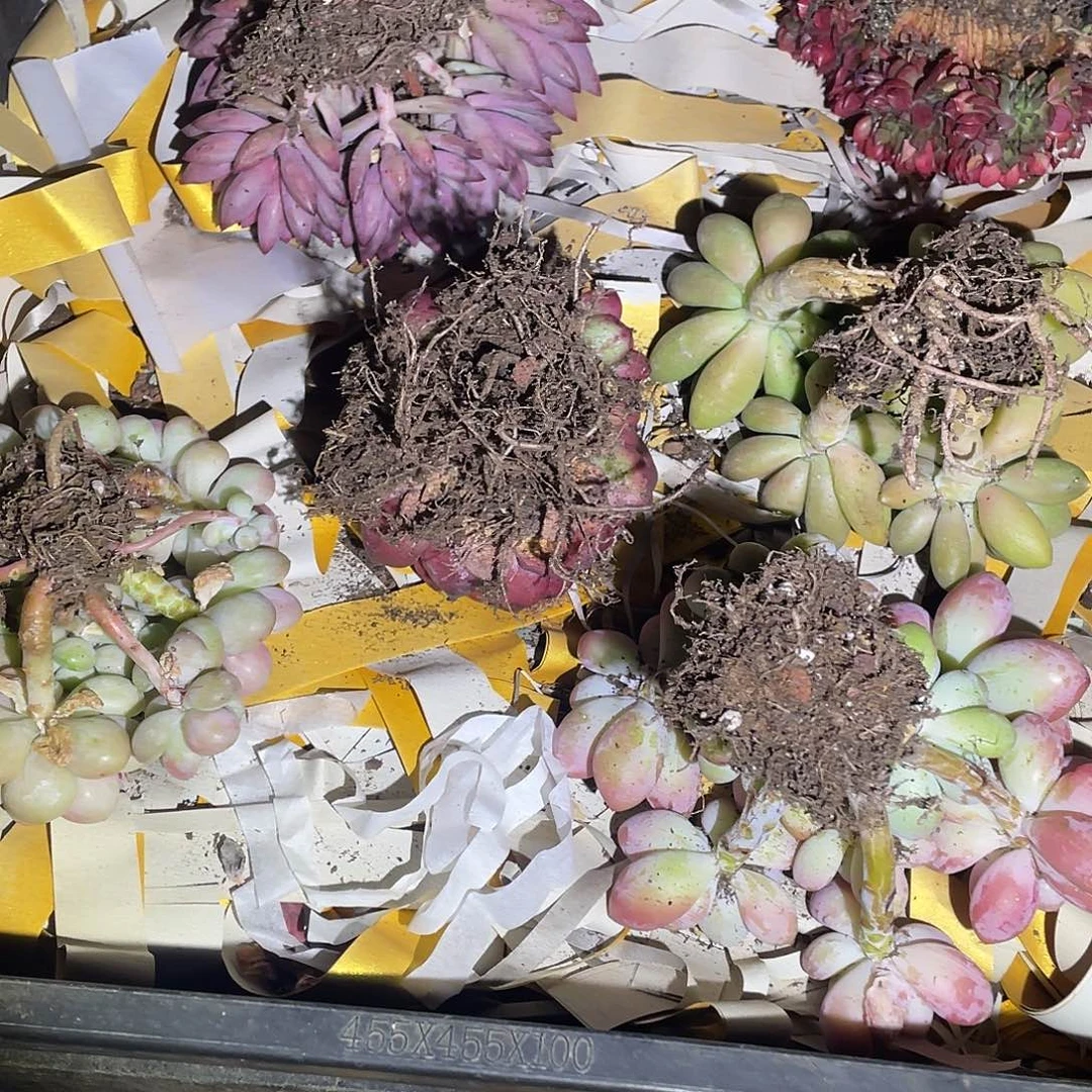 一物一拍28包邮非偏远