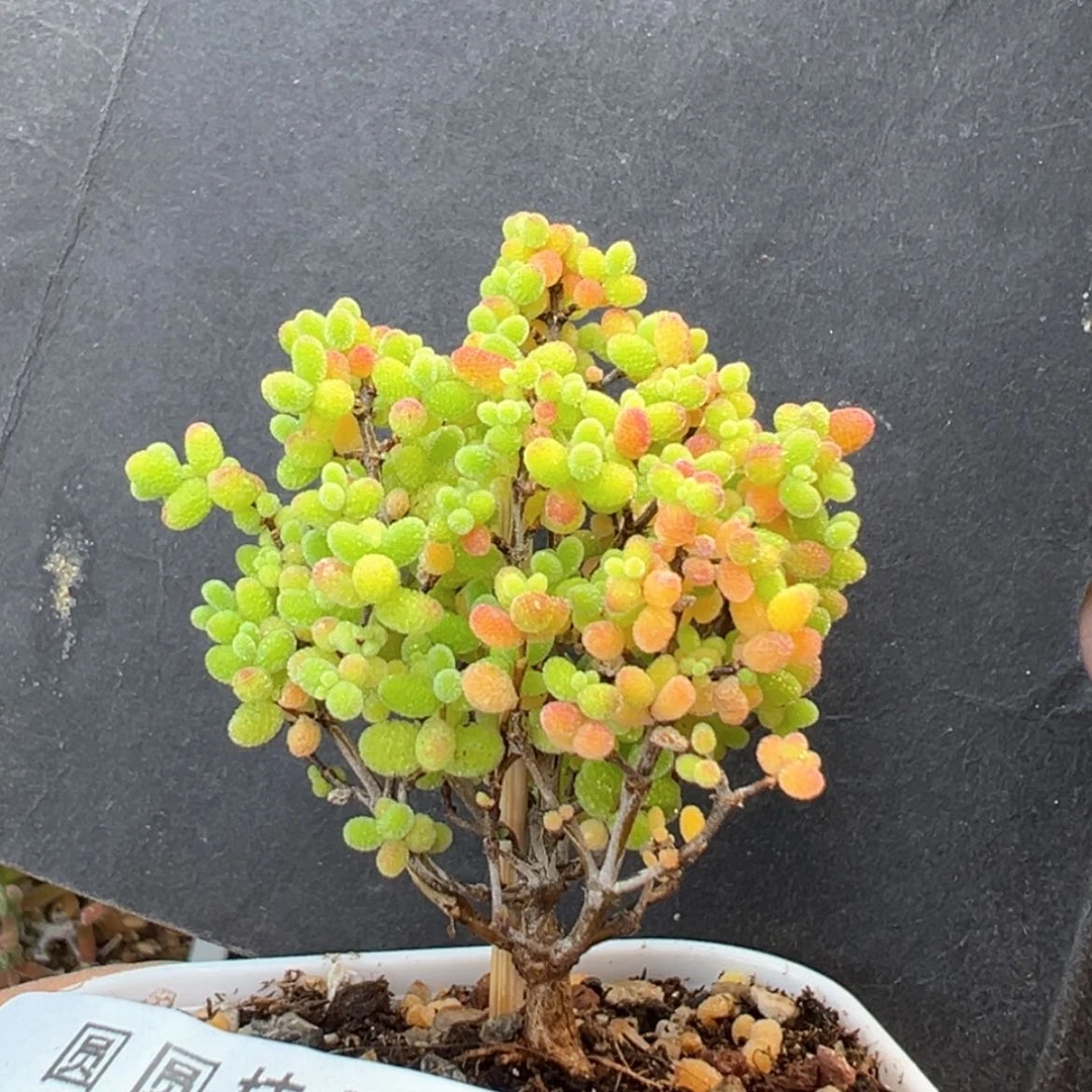 【闪购商品】dy6321小精控蜜橘糖球冠幅4cm