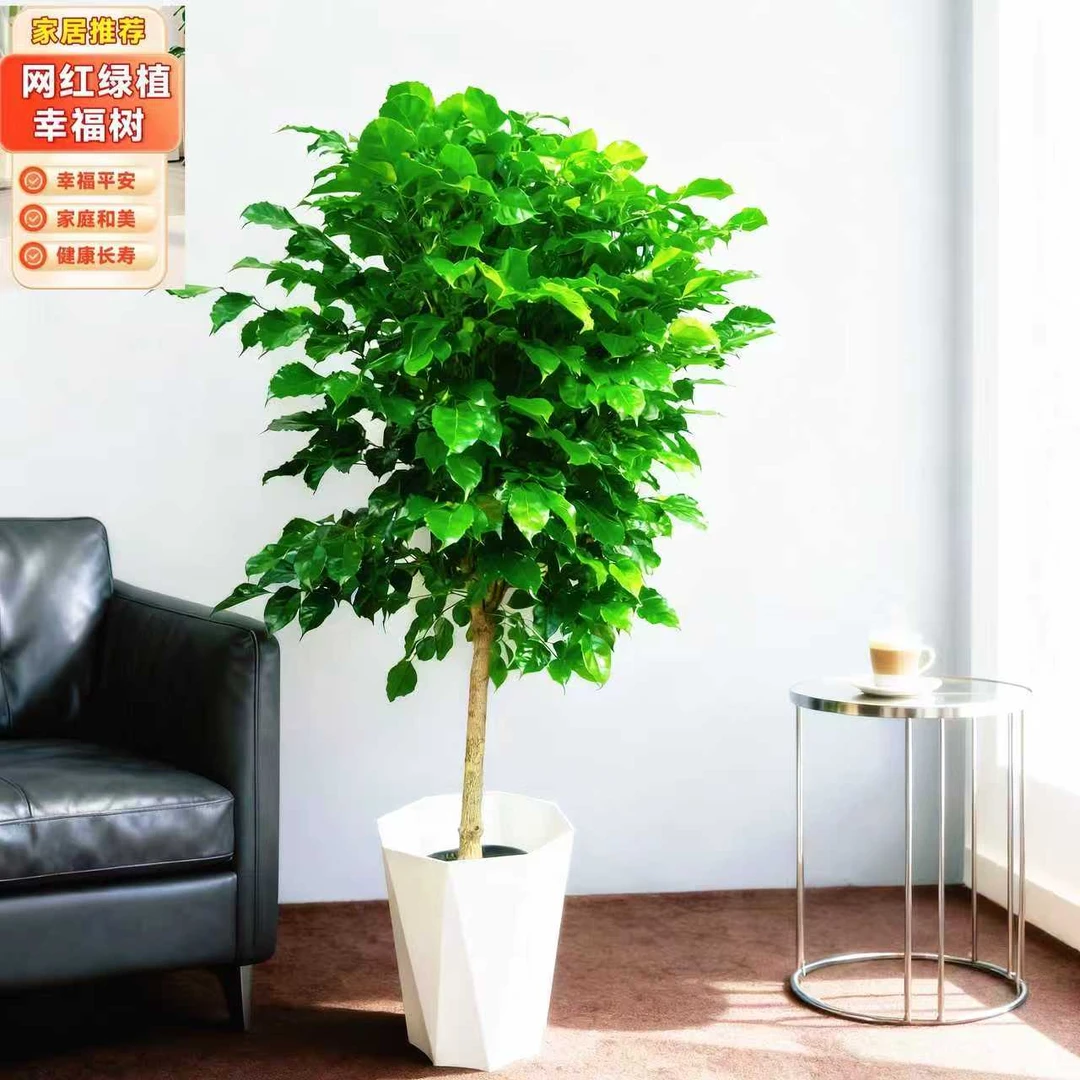 【京东送货上门】1.1-1.3米单杆幸福树吸甲醛净化空气常青常绿