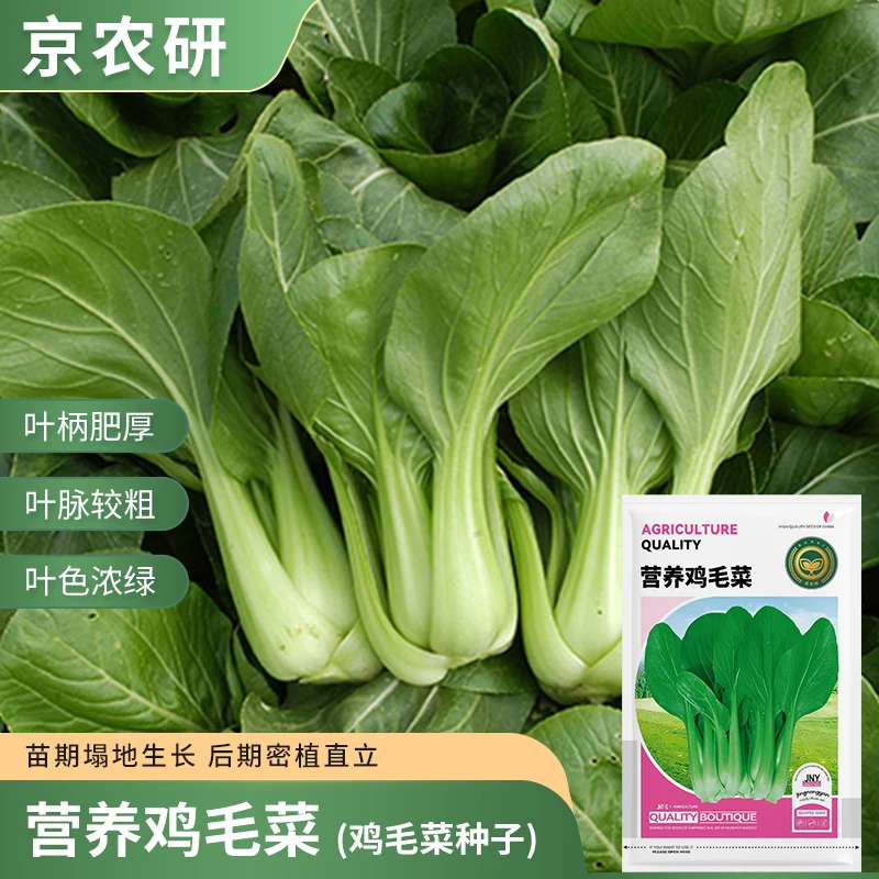 【农科院推荐】鸡毛菜种子上海青小油菜种子苏州青油菜种子阳台盆栽