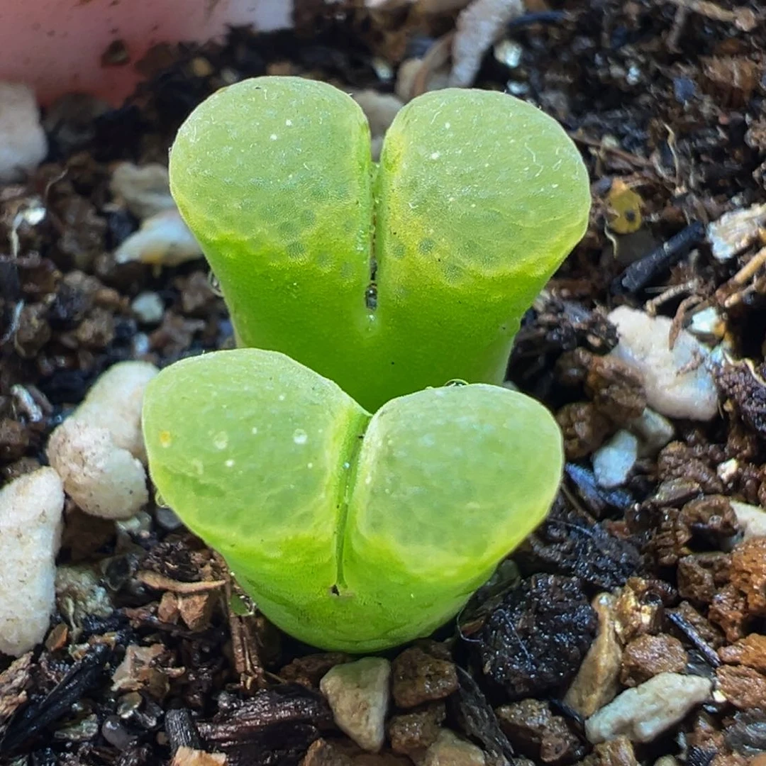 121多肉植物种类多样