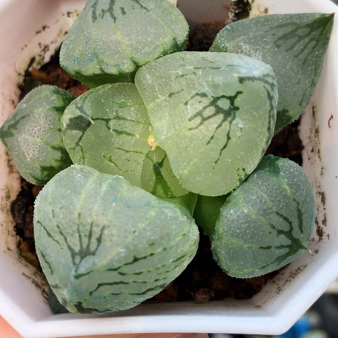 杨贵妃，一物一拍，3和