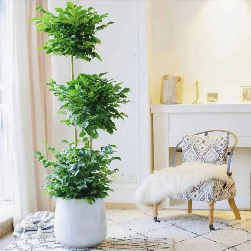 【顺丰快递】【送货上门】1.5-1.7米三层幸福树客厅盆栽绿植室内花卉