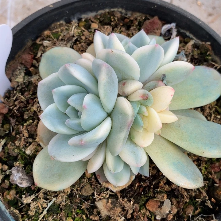 梦露锦底座锦上园艺一物一拍