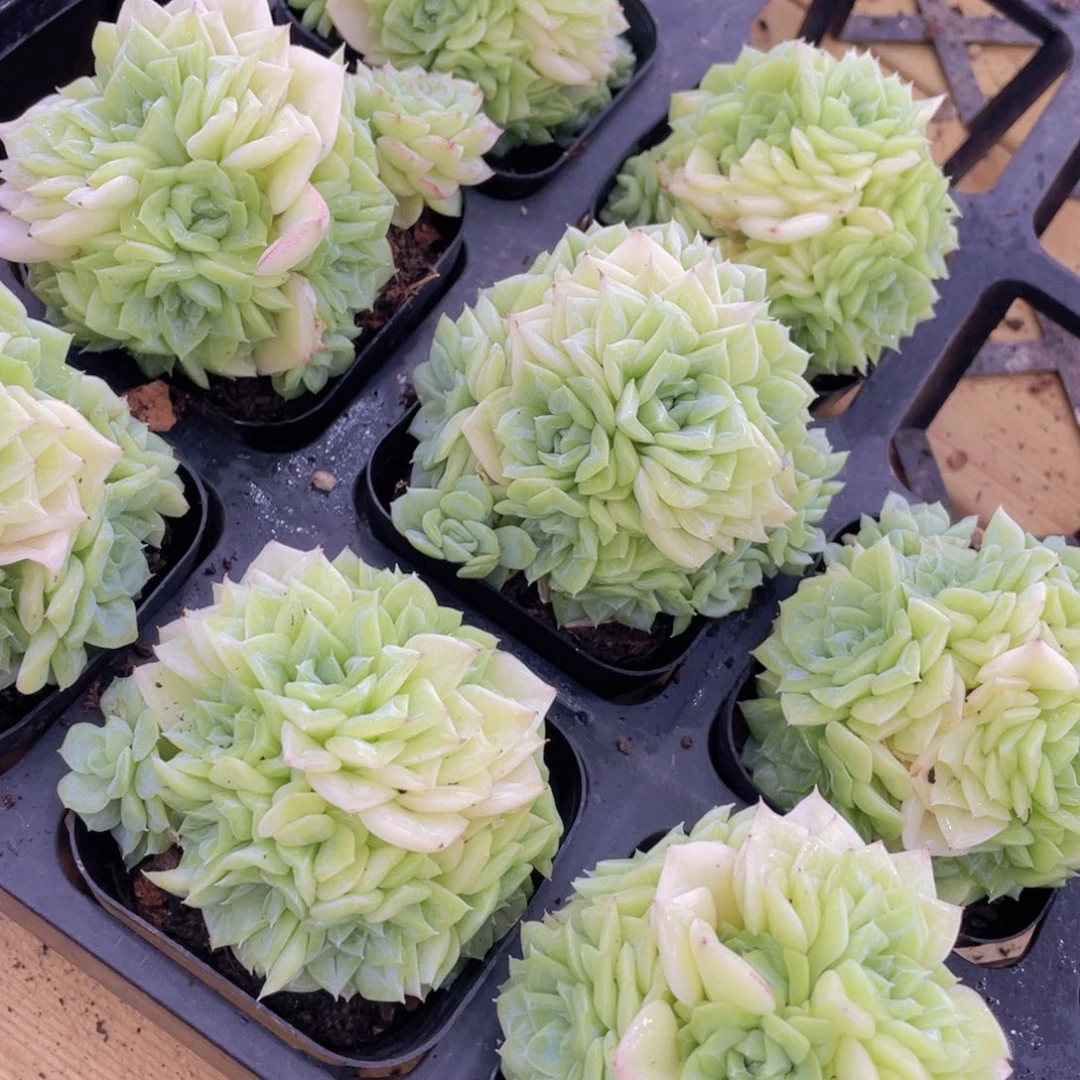 1058号 果冻白天鹅麦秆群生一个