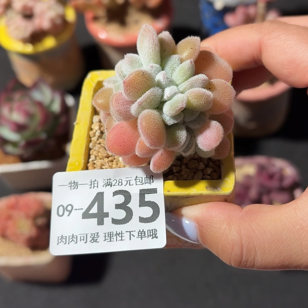 雪晃星缀化无盆无发货我