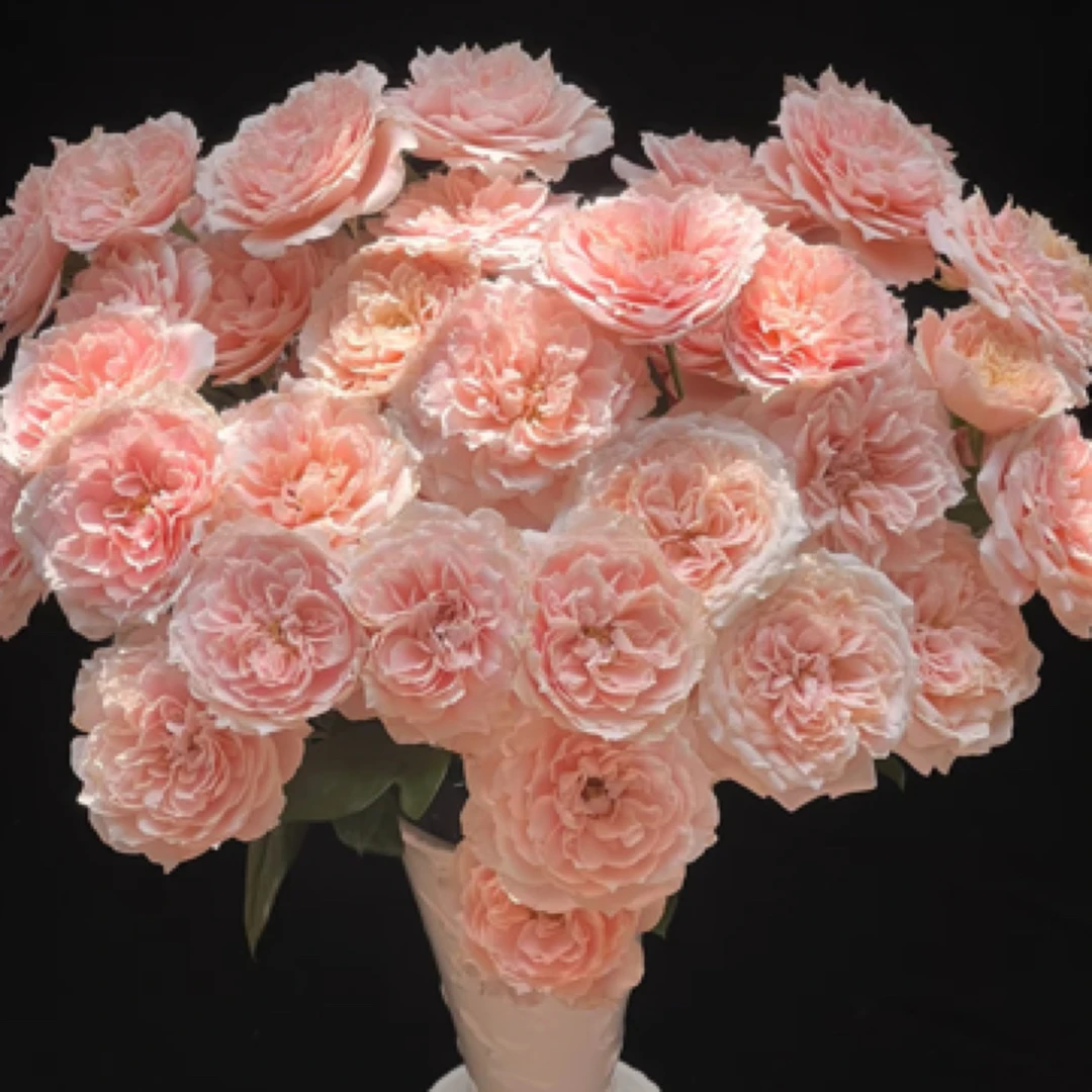 【稀有品】杏色啦啦队多头玫瑰10枝-任意两单升级顺丰或EMS空运包邮