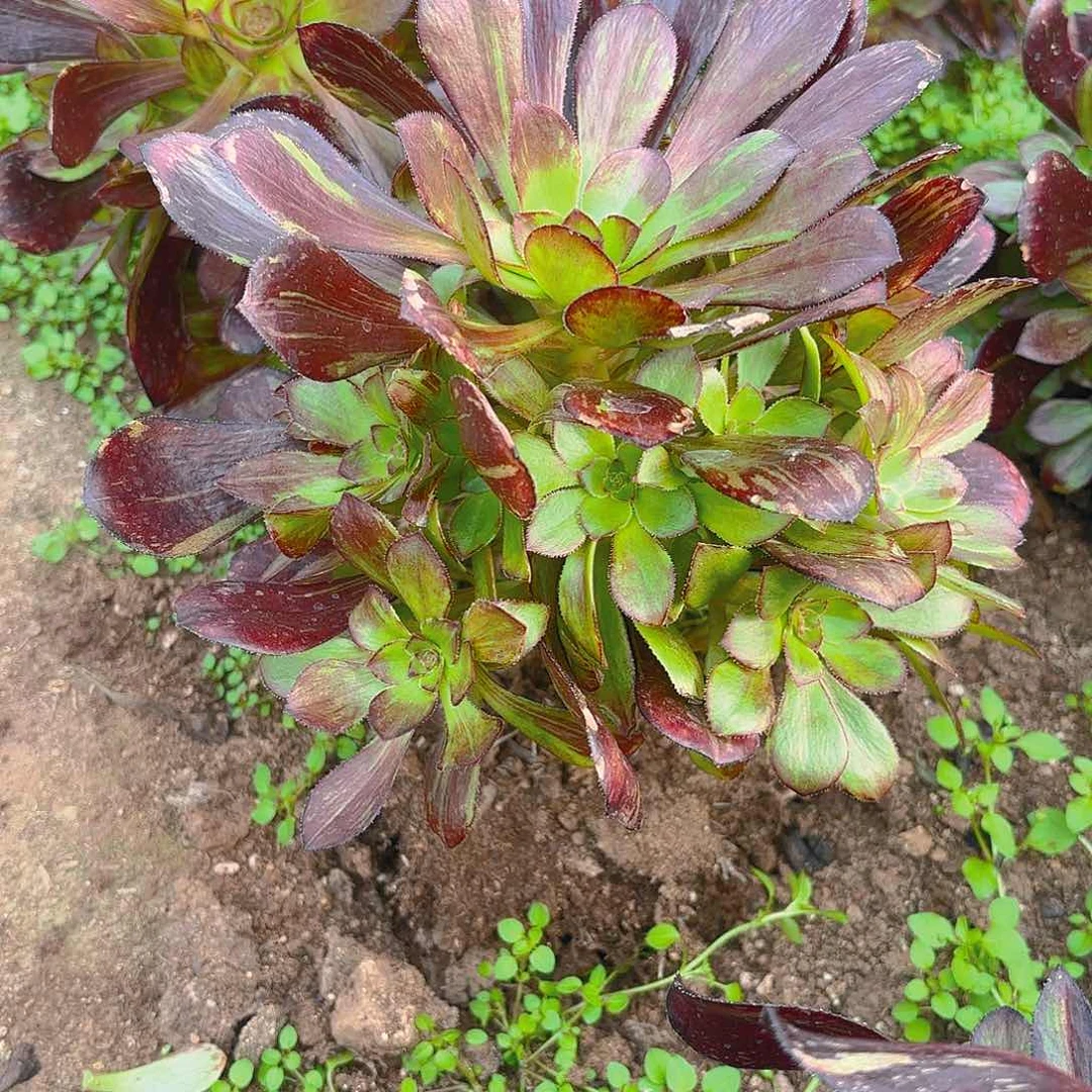 花无缺手捧多肉植物