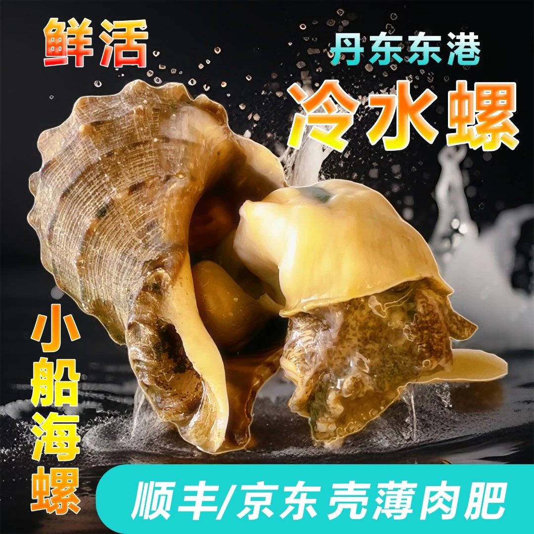 【鲜活发货】丹东东港 鲜活北黄海冷水海螺小船螺 顺丰直达产地直销