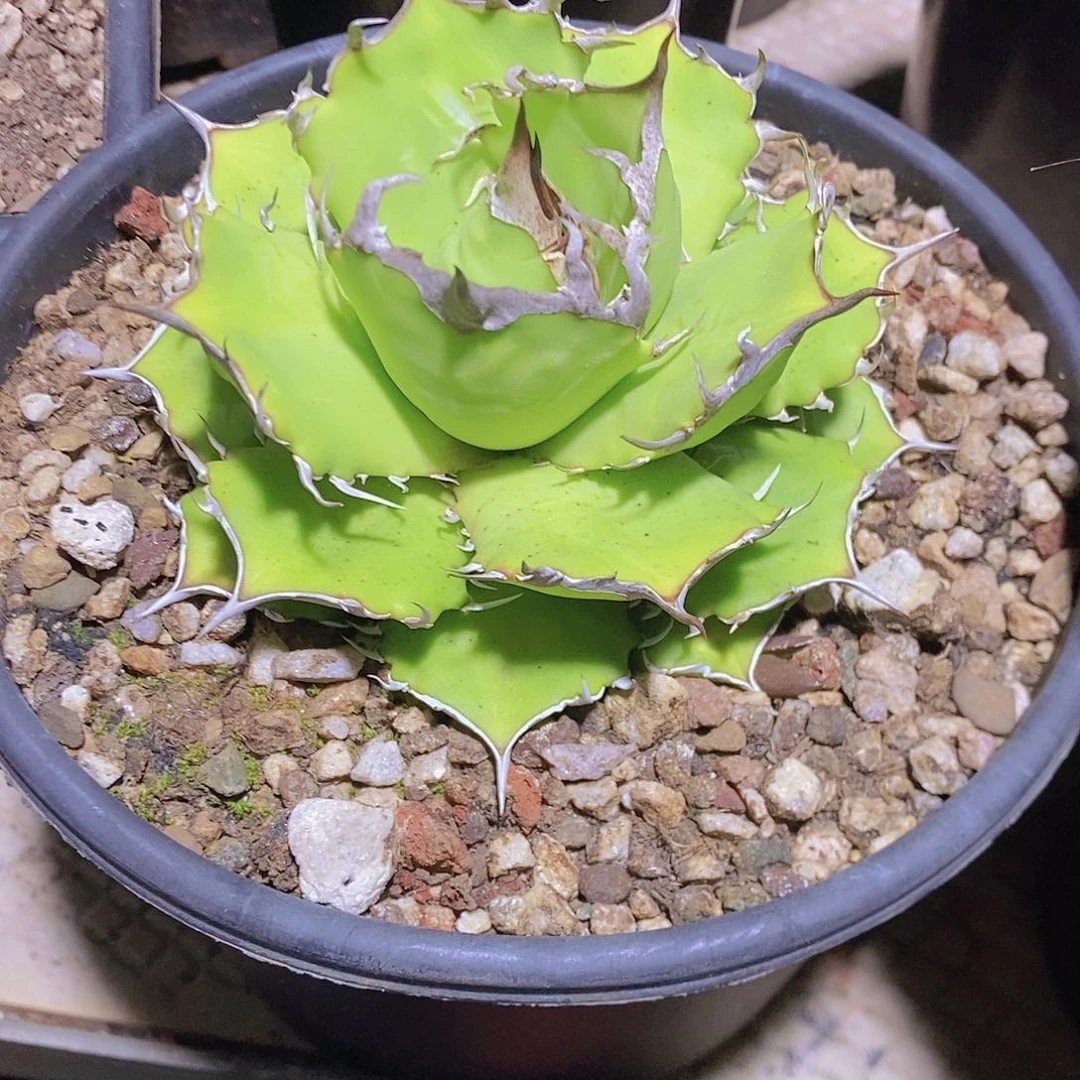 多肉植物龙蛇兰植物