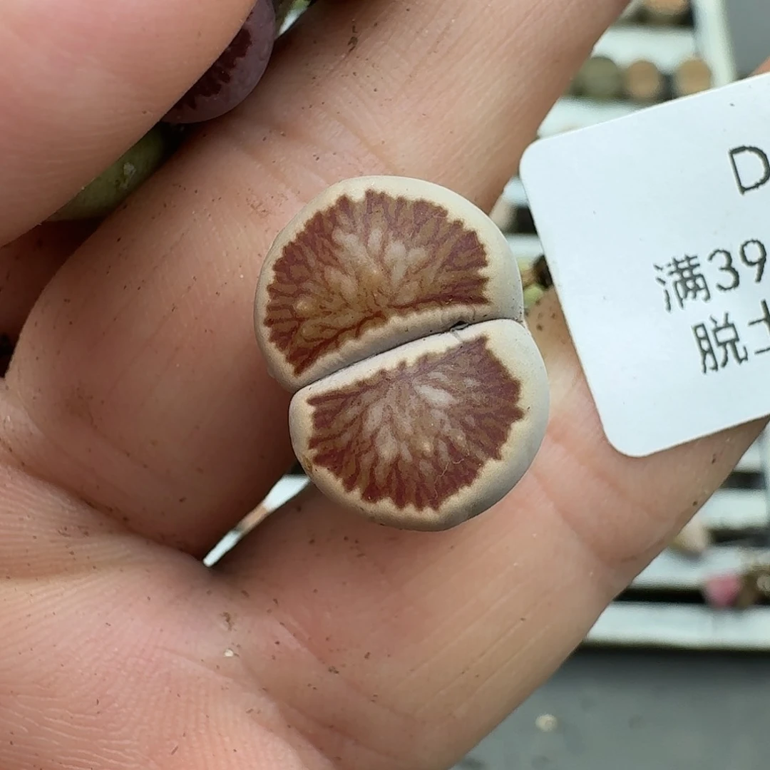 木***杨53多肉哈哈哈哈哈哈哈哈哈