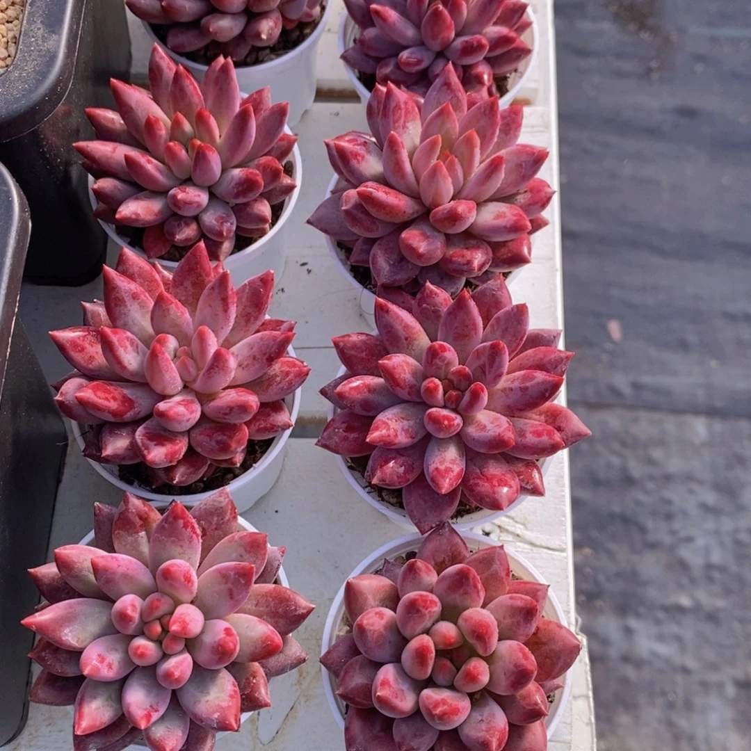 1207-12-精品红虞美人单头两个