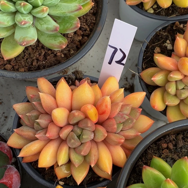 读肉哦哦自己误727373737